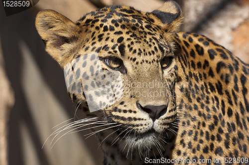 Image of Leopard