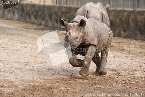 Image of Black Rhinoceros baby