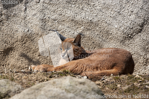 Image of Caracal