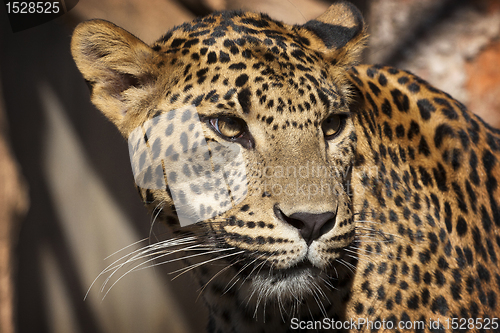 Image of Leopard