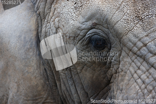 Image of Elephant close up