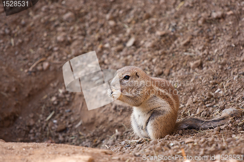 Image of Squirrel Cape