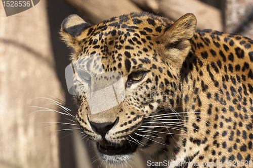 Image of Jaguar