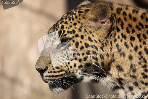 Image of Leopard