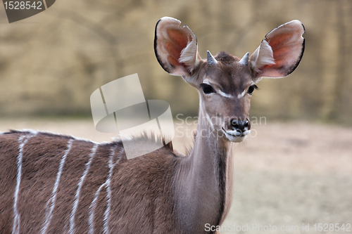 Image of Kudu antelope