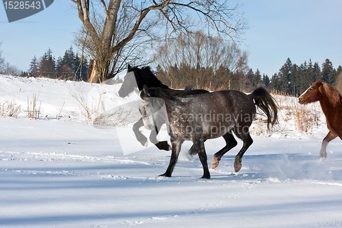 Image of Herd of running horses