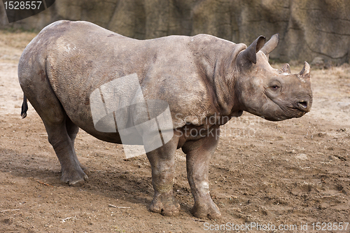 Image of Black Rhinoceros baby