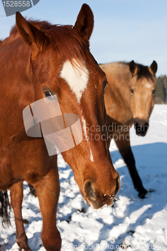 Image of Horses in snow