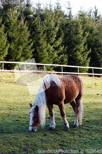 Image of Horse