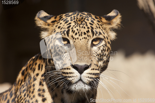 Image of Jaguar