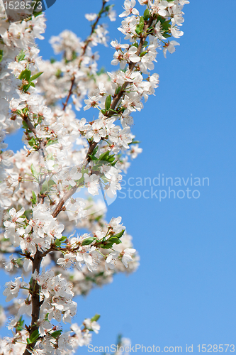 Image of Spring blossom cherry tree