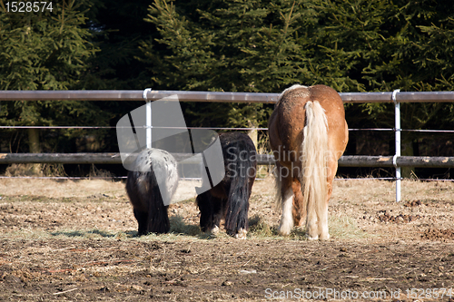 Image of Horses