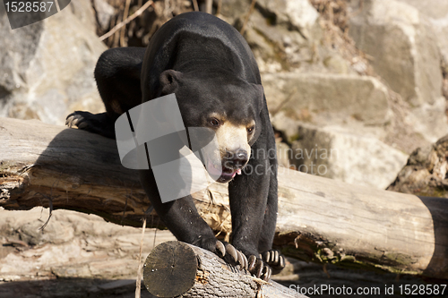 Image of Malayan Sun Bear