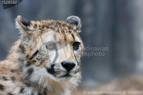 Image of Cheetah