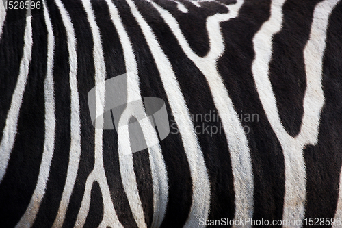 Image of Zebra pattern 