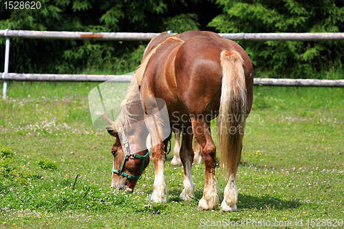 Image of Horse in the meadow in the paddock