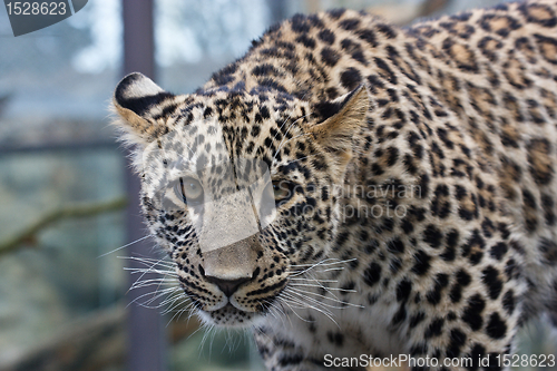 Image of Young leopard