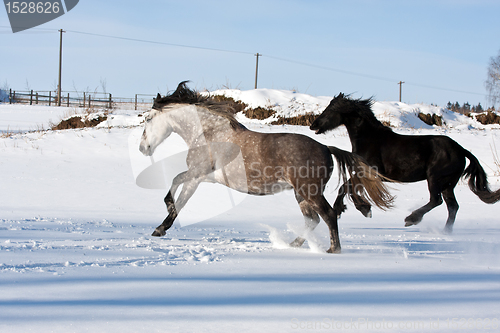 Image of Herd of running horses