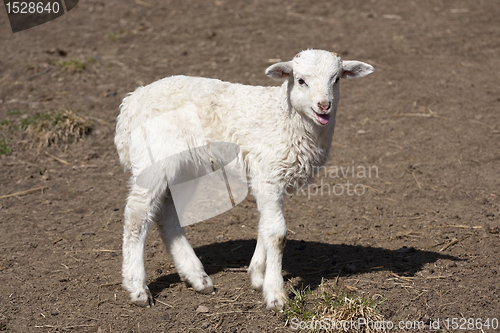 Image of Lamb