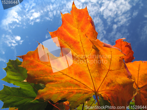 Image of bright foliage of autumn maple tree