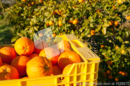 Image of Orange harvest