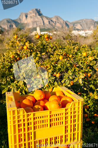 Image of Oranges