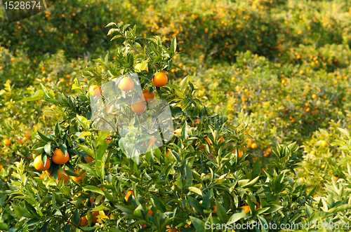 Image of Orange crop