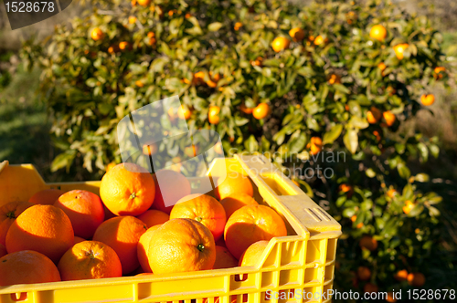 Image of Orange harvest