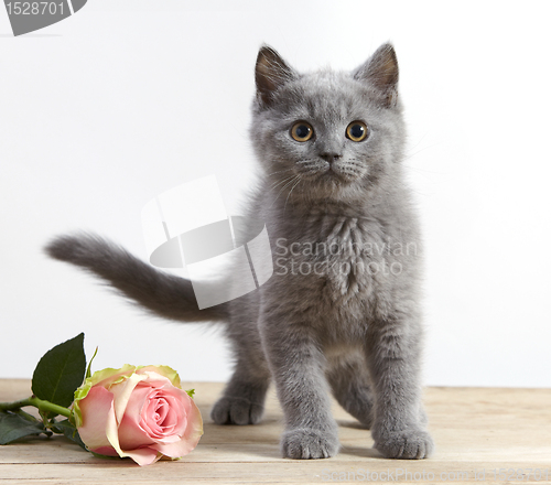 Image of kitten and pink rose