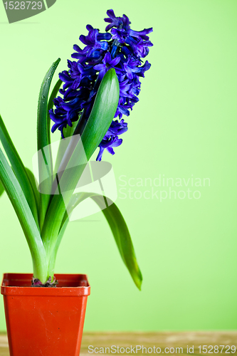 Image of hyacinth blossom in pot 