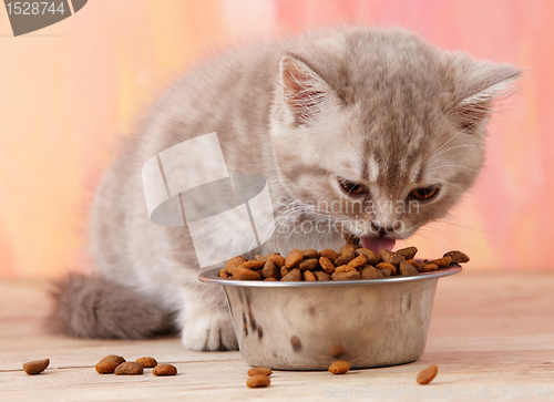 Image of kitten eating