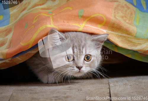 Image of kitten under bed