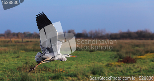 Image of Flying grey heron