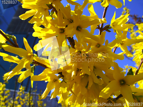 Image of beautiful yellow flowers 