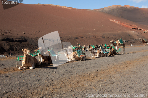 Image of Resting Camel 