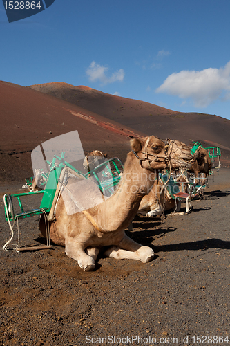 Image of Desert camels