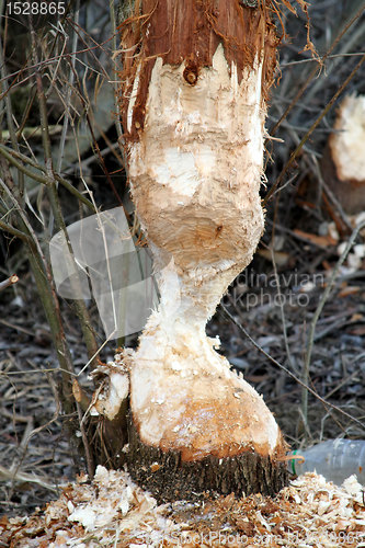 Image of Gnawed Tree