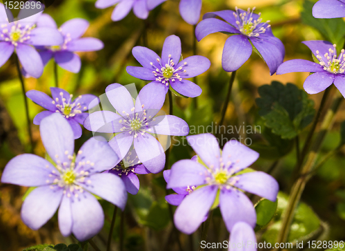 Image of Spring flowers