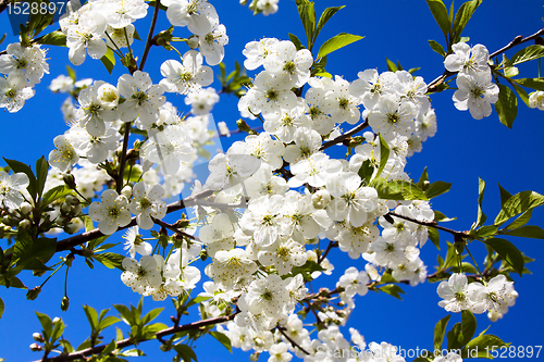 Image of Apple-tree flowering