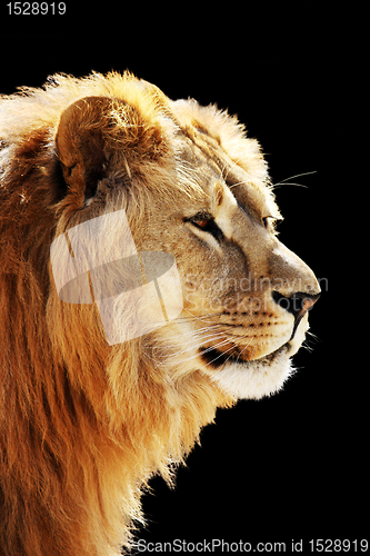 Image of Lion's portrait