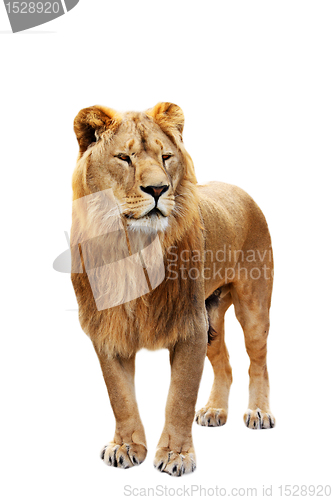 Image of Big lion stands