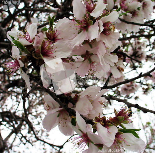 Image of Almond tree flowers