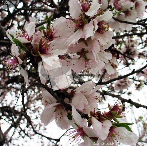 Image of Almond tree flowers