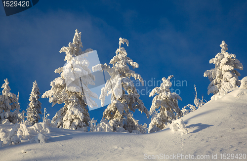 Image of Ate in the snow