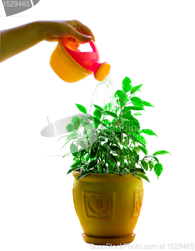 Image of Water flower in a flowerpot