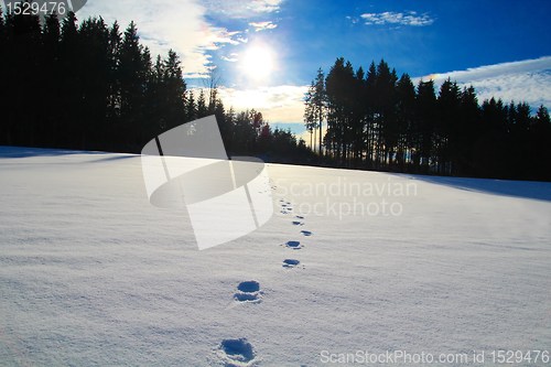 Image of Footprints in the snow