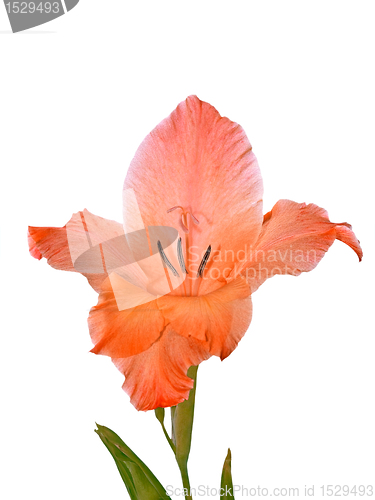 Image of Gladiolus isolated on white