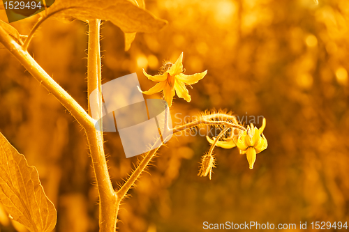 Image of Vintage of tomato flowers