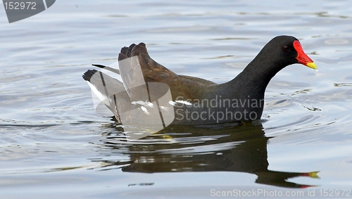 Image of Moorhen