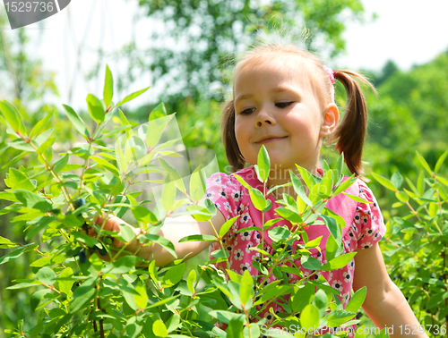 Image of Girl is picking sweetberies from the bushes